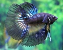 Picture of color variation in Betta Fish