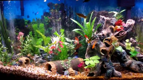 Elaborate fresh water fish tank