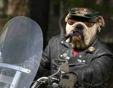Punk biker pug - funny animal picture