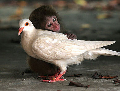 funny animal picture, monkey picture, pidgeon picture