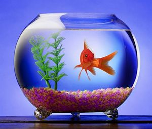 Simple goldfish tank