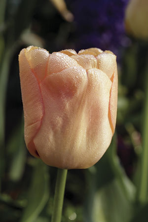 Single Early Tulip - Apricot Beauty cultivar
