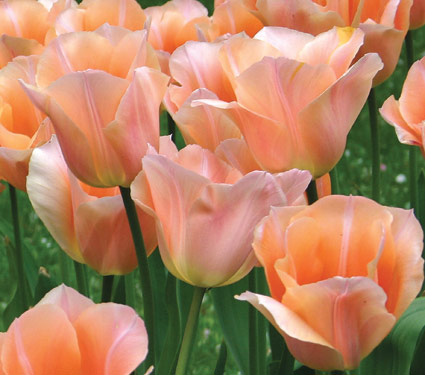 Apricot Beauty tulip mass planting