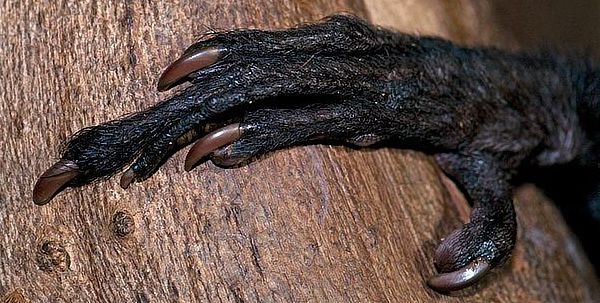 Closeup of an Aye-Aye hand with it's long middle finger.