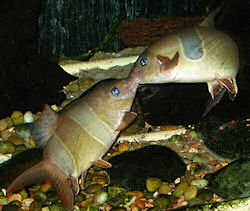 Clown loaches lock jaws in fight