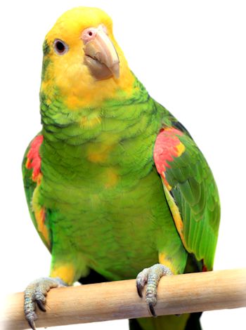 Picture of Double Yellow Headed Amazon Parrot, closeup of eye and head