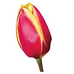 hot honey rag tulip cultivar