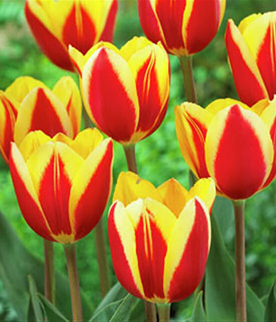Hot Honey Rag Tulips