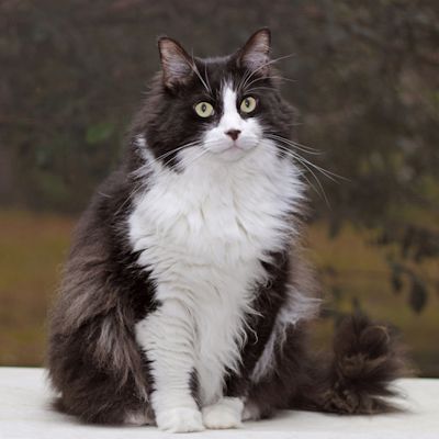 Long haired Tuxedo Cat