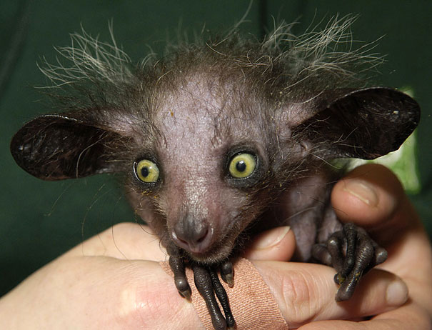 The Aye-Aye is a strange looking primate in the lemur family.