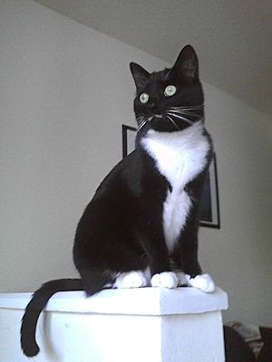 Tuxedo Cat